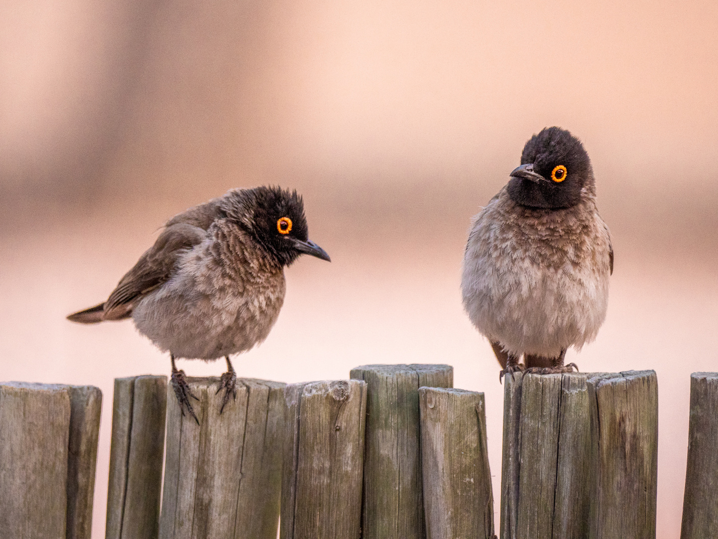 Auf der Mauer, auf der Lauer Foto & Bild world, natur, vogel Bilder auf