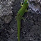 Auf der Mauer auf der Lauer...