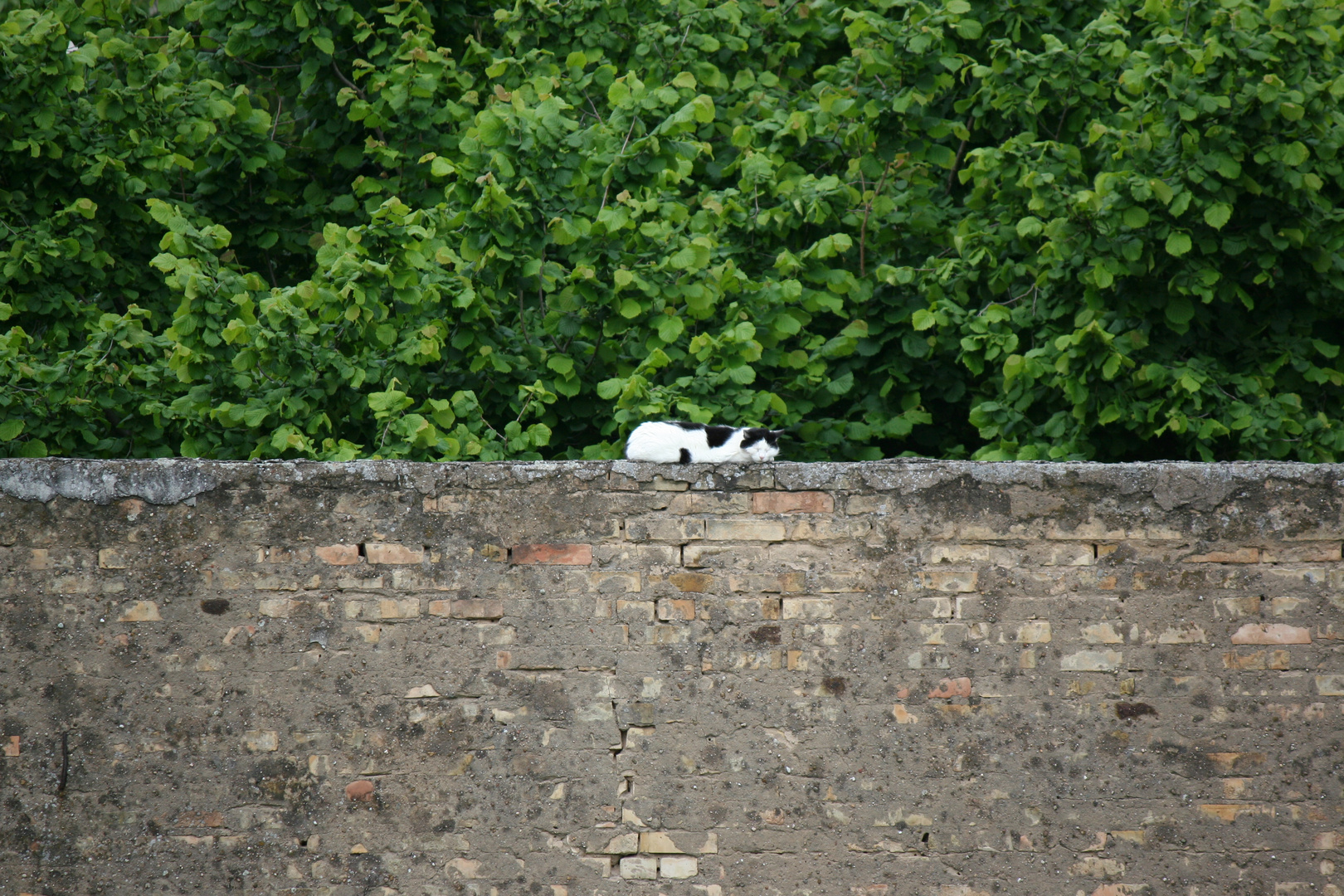 "..auf der Mauer , auf der Lauer..."