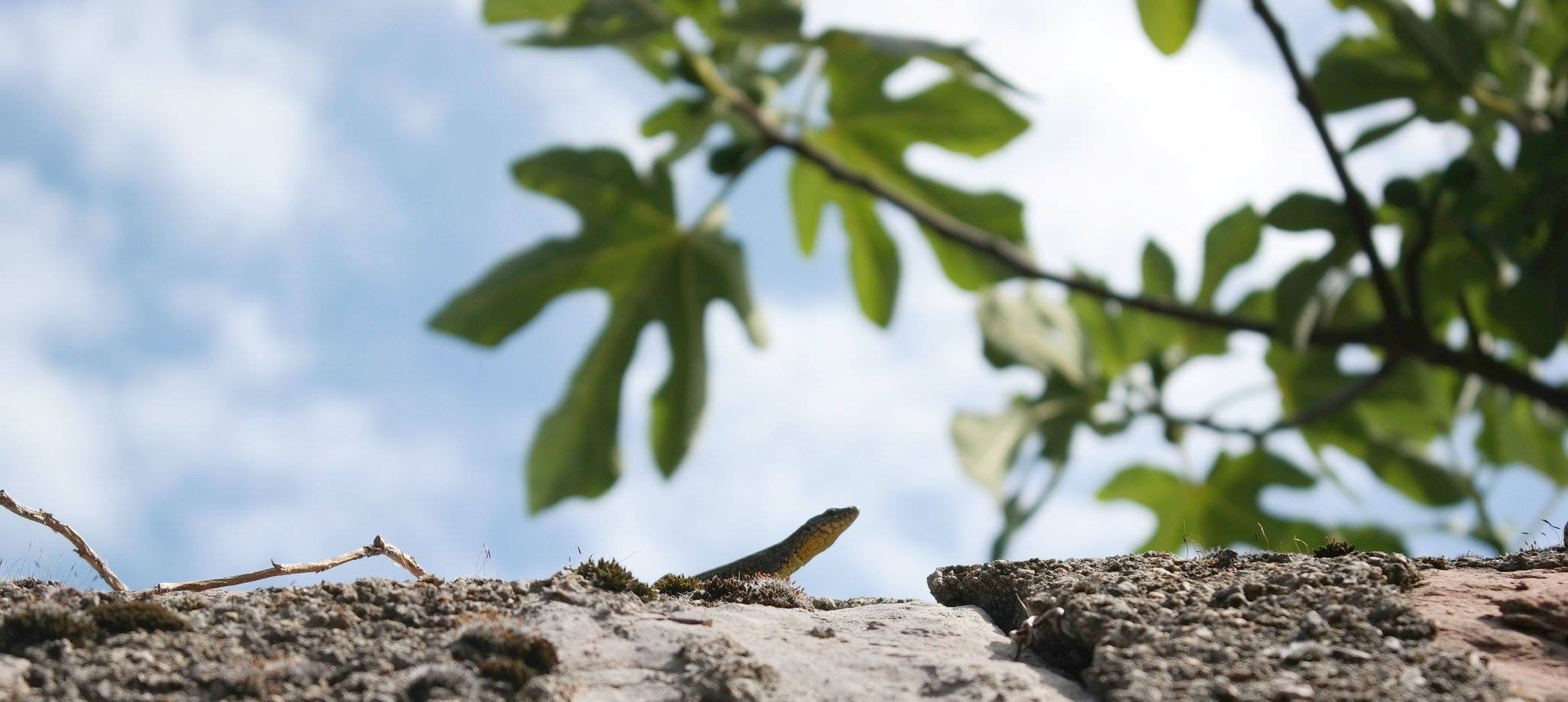 Auf der Mauer, auf der Lauer