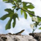 Auf der Mauer, auf der Lauer