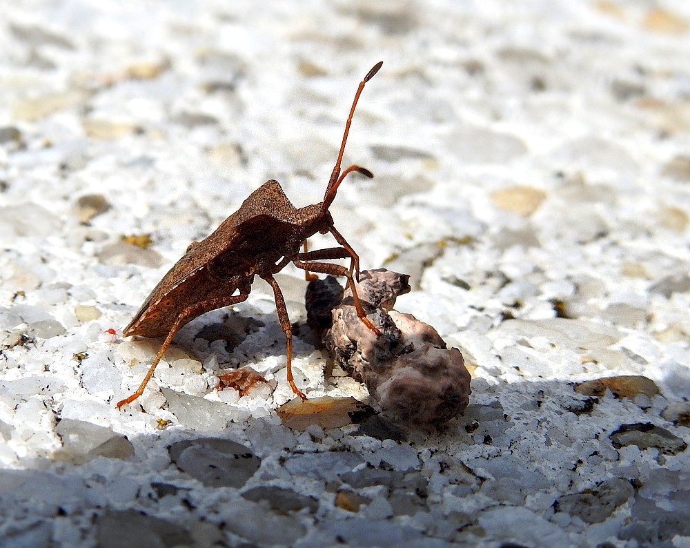 Auf der Mauer auf der Lauer...