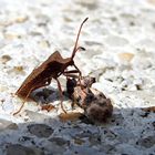 Auf der Mauer auf der Lauer...