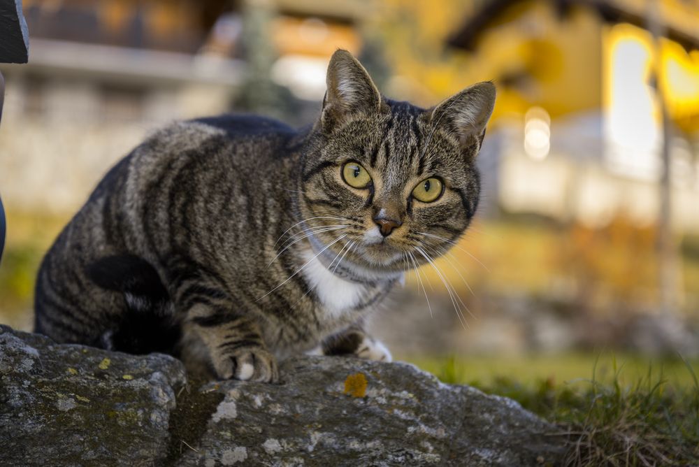 auf der Mauer... auf der Lauer... (Kater Charly)