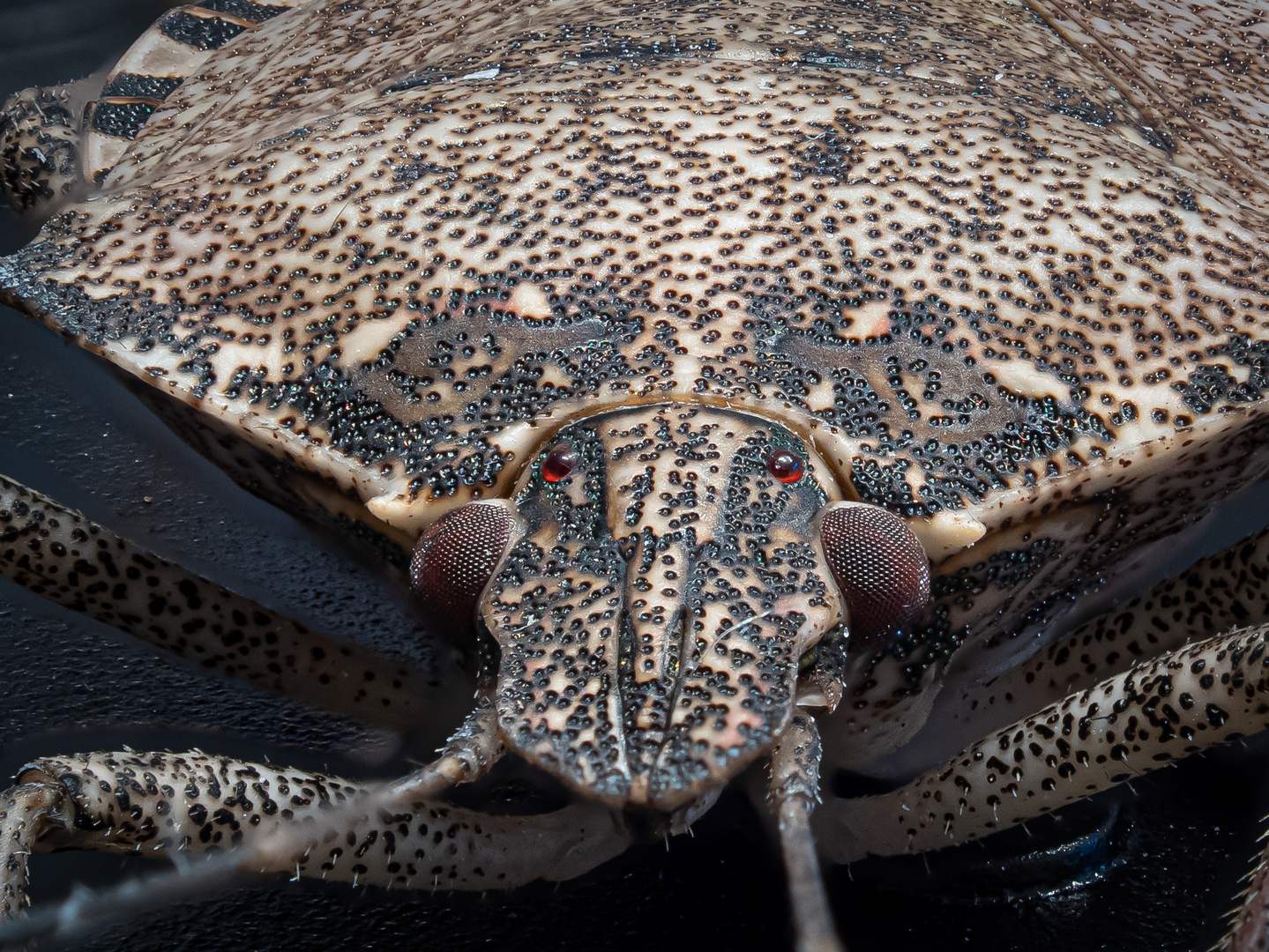 Auf der Mauer, auf der Lauer, saß ne kleine Wanze... Foto & Bild spezial, natur, insekten
