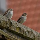 Auf der Mauer, auf der Lauer sind zwei kleine Spatzen ...