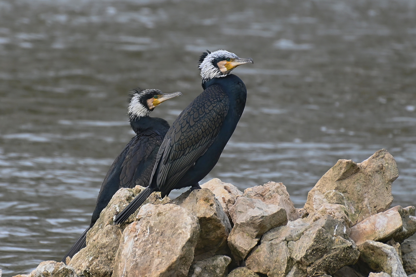 auf der Mauer auf der lauer sitzen die beiden Komorane Foto & Bild tiere, wildlife, wild