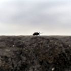 Auf der Mauer auf der Lauer sitzt...