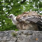 Auf der Mauer, auf der Lauer .....sitzt ein Geier!