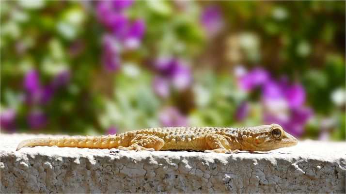 Auf der Mauer, auf der Lauer sitzt ein kleiner Gecko...