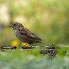 auf der Mauer auf der Lauer sitzt ein kleiner Spatz