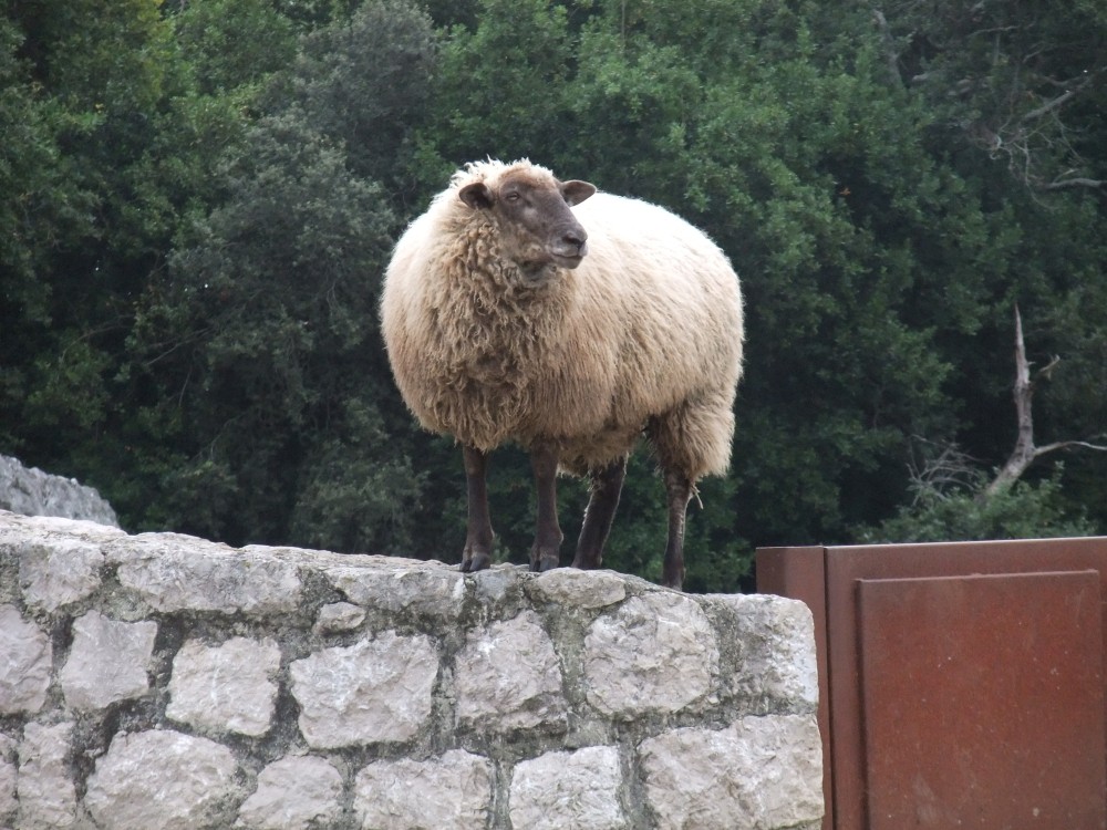 Auf der Mauer auf der Lauer sitzt ne kleine ...Schaf