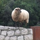 Auf der Mauer auf der Lauer sitzt ne kleine ...Schaf