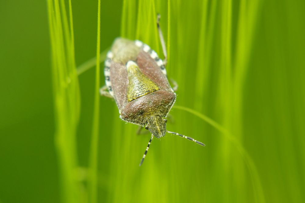 Auf der Mauer auf der Lauer sitzt ne kleine Wanze.... Foto & Bild tiere, tierdetails, insekt