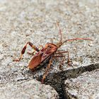 .. auf der Mauer - auf der Lauer sitzt ne kleine Wanze 