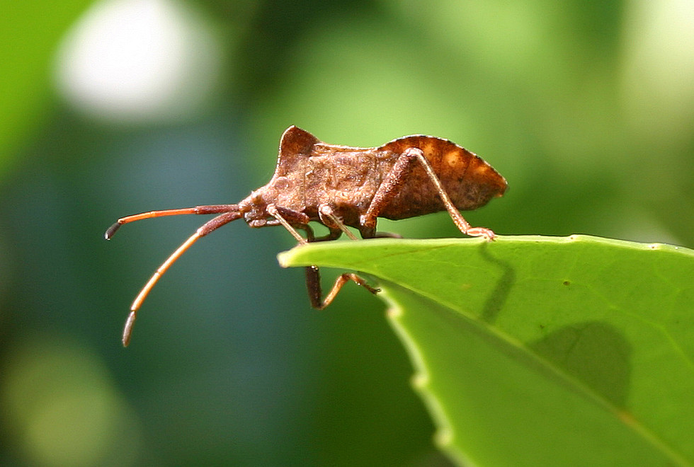 auf der Mauer, auf der Lauer, sitzt `ne kleine Wanze Foto & Bild tiere, wildlife, insekten