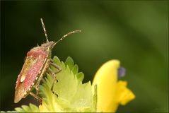 Auf der Mauer, auf der Lauer, sitzt ne kleine Wanze.....! ;-))