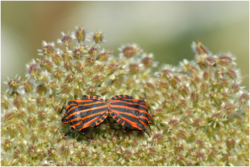 Auf der Mauer, auf der Lauer sitzt 'ne kleine Wanze...... Foto & Bild tiere, wildlife