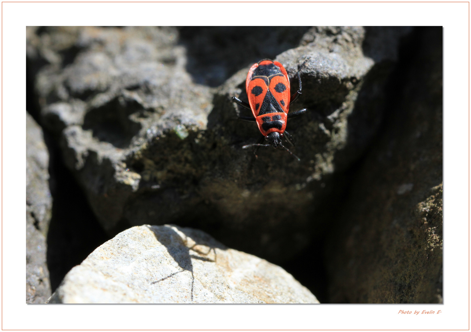 Auf der Mauer, auf der Lauer sitzt ´ne kleine Wanze.....