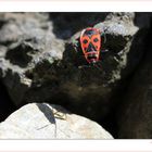 Auf der Mauer, auf der Lauer sitzt ´ne kleine Wanze.....