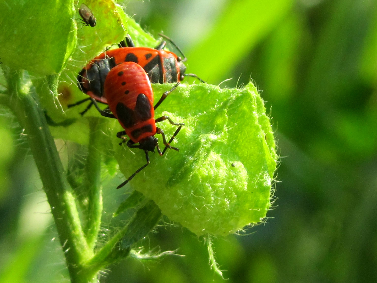 auf der mauer auf der lauer sitzt ne kleine wanze..ne 2 Foto & Bild tiere, wildlife, wildlife