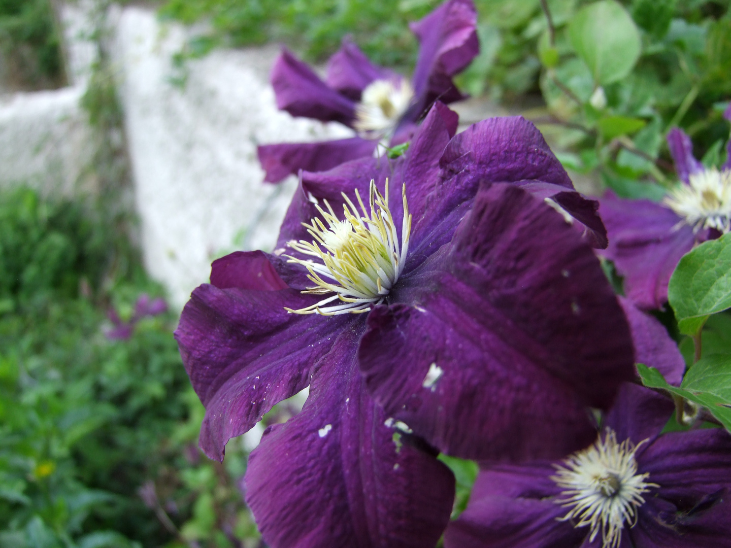 Auf der Mauer, Auf der Lauer steht ne schöne Blüte