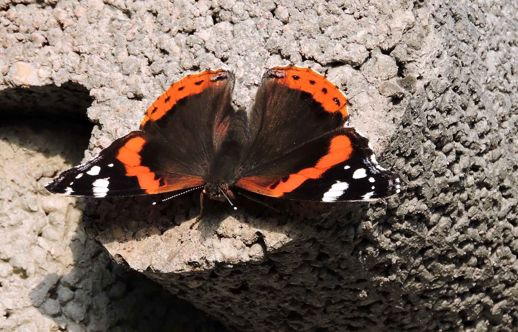 ....auf der Mauer auf der Lauer..........nach den letzten Sonnenstrahlen......