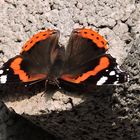 ....auf der Mauer auf der Lauer..........nach den letzten Sonnenstrahlen......