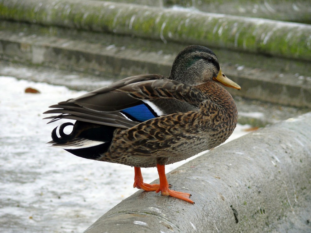 Auf der Mauer, auf der Lauer...sitzt ne kleine Ente...:-)