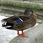 Auf der Mauer, auf der Lauer...sitzt ne kleine Ente...:-)