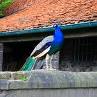 Auf der Mauer .... .