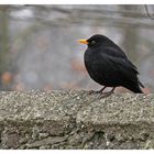 "Auf der Mauer...