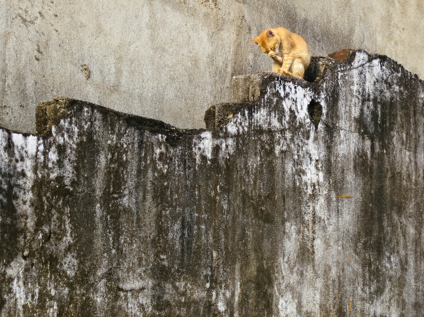 Auf der Mauer