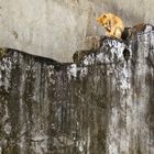 Auf der Mauer