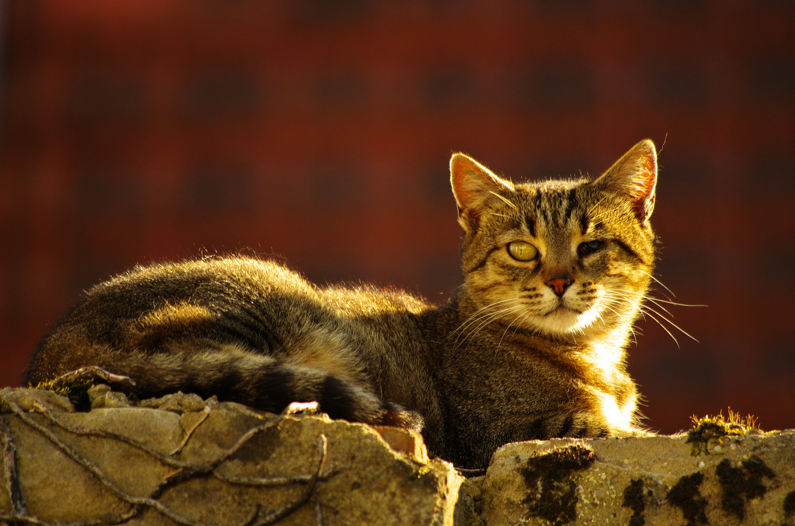 auf der mauer