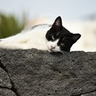 Auf der Mauer ganz entspannt