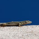 Auf der Mauer hoch überm tiefblauen See