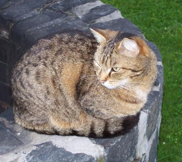 Auf der Mauer - ohne Lauer