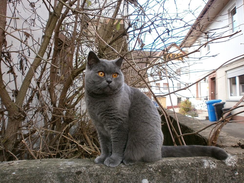 Auf der Mauer sitzt ein Blauer