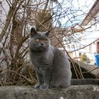 Auf der Mauer sitzt ein Blauer