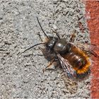 Auf der Mauer sonnte sich . . .