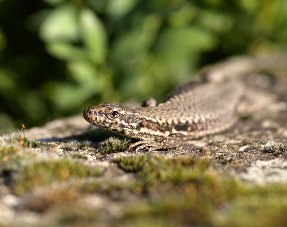 Auf der Mauer,auf der Lauer..... Foto & Bild tiere, wildlife, amphibien & reptilien Bilder auf