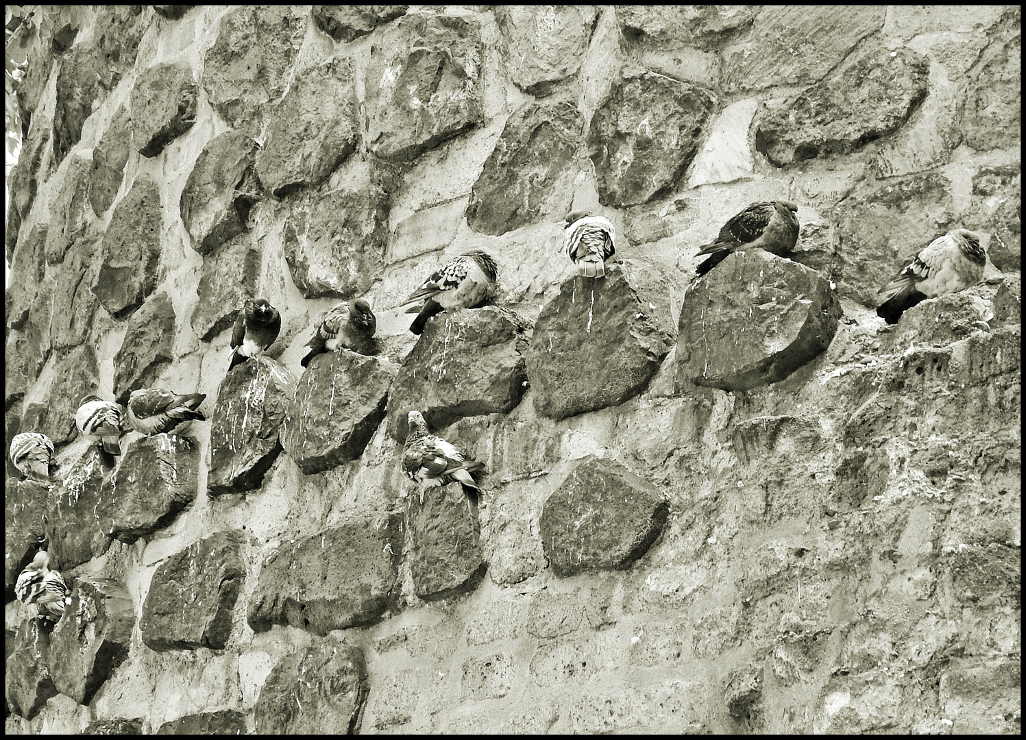 auf der Mauer,auf der Lauer...