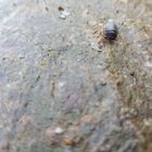 Auf der Mauer..auf der Lauer...