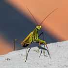 Auf der Mauer.....Spontan