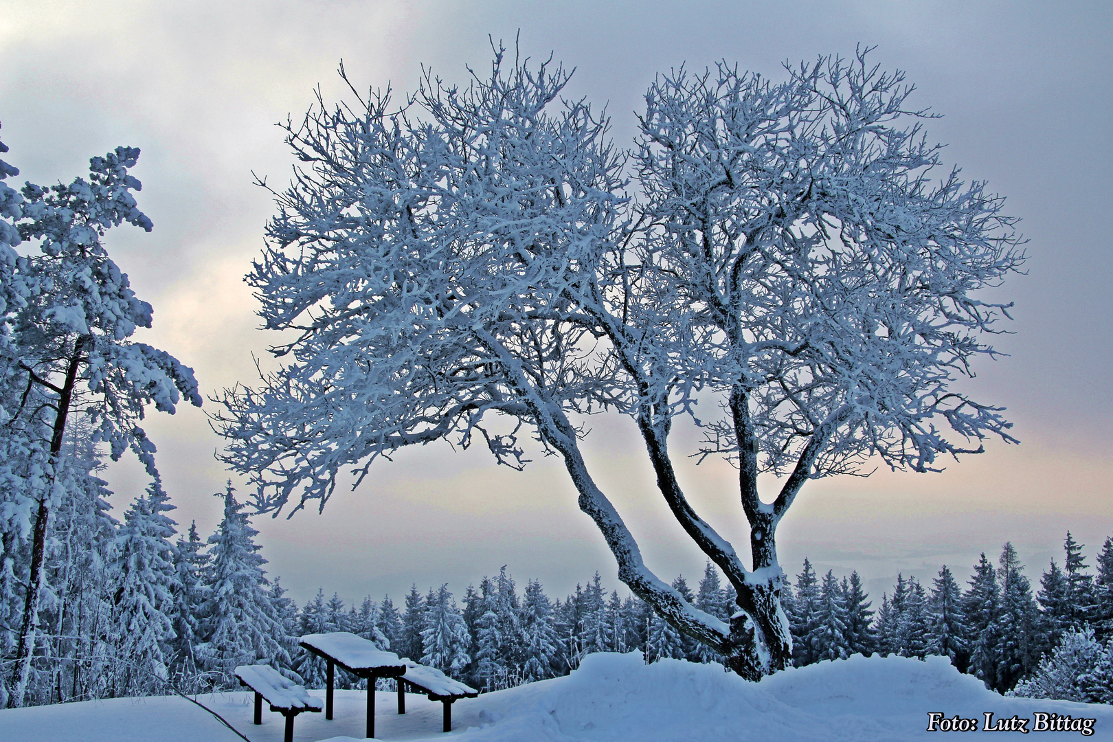 Auf der Meuselbacher Kuppe