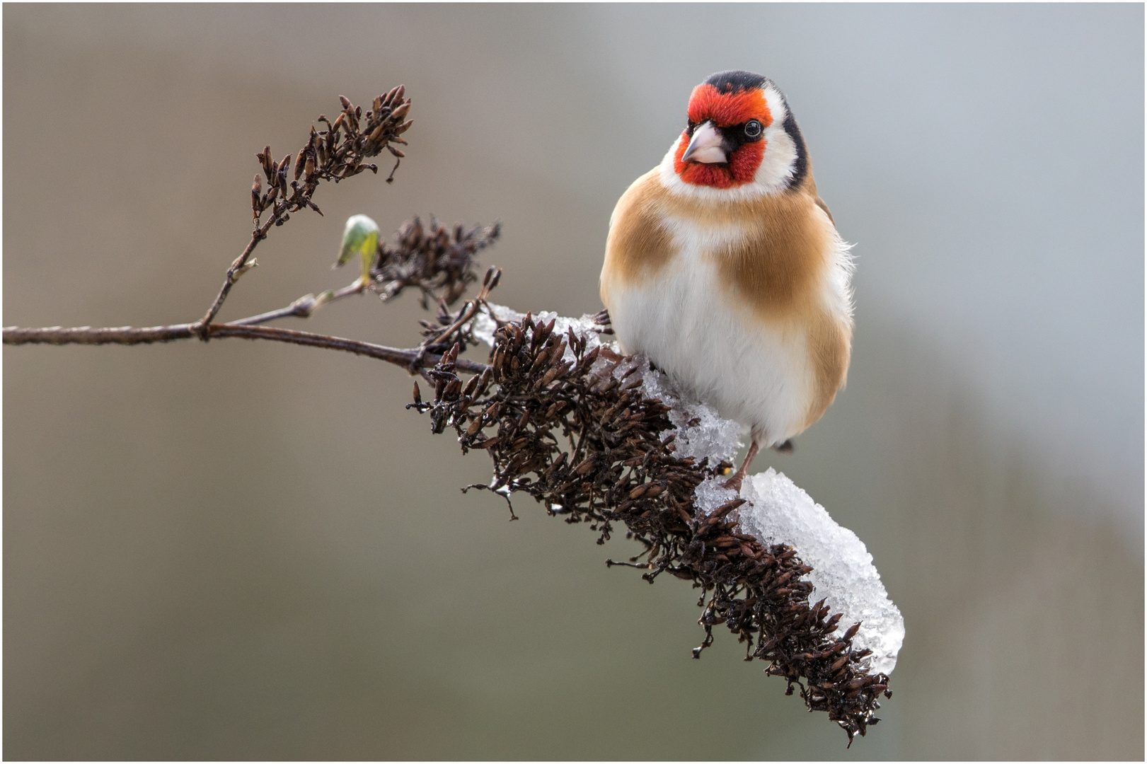 auf der mit Schnee bedeckten Rispe  .....