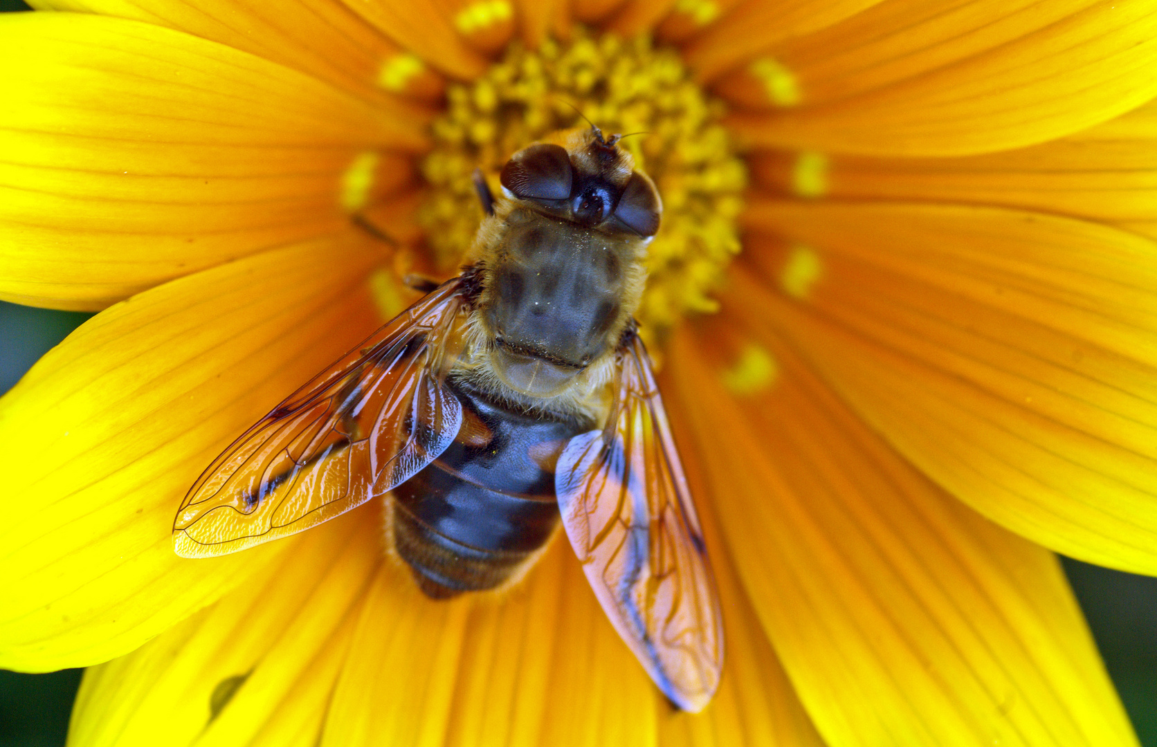 Auf der Mittagsblume