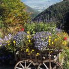 Auf der Mitteralm am Wendelstein