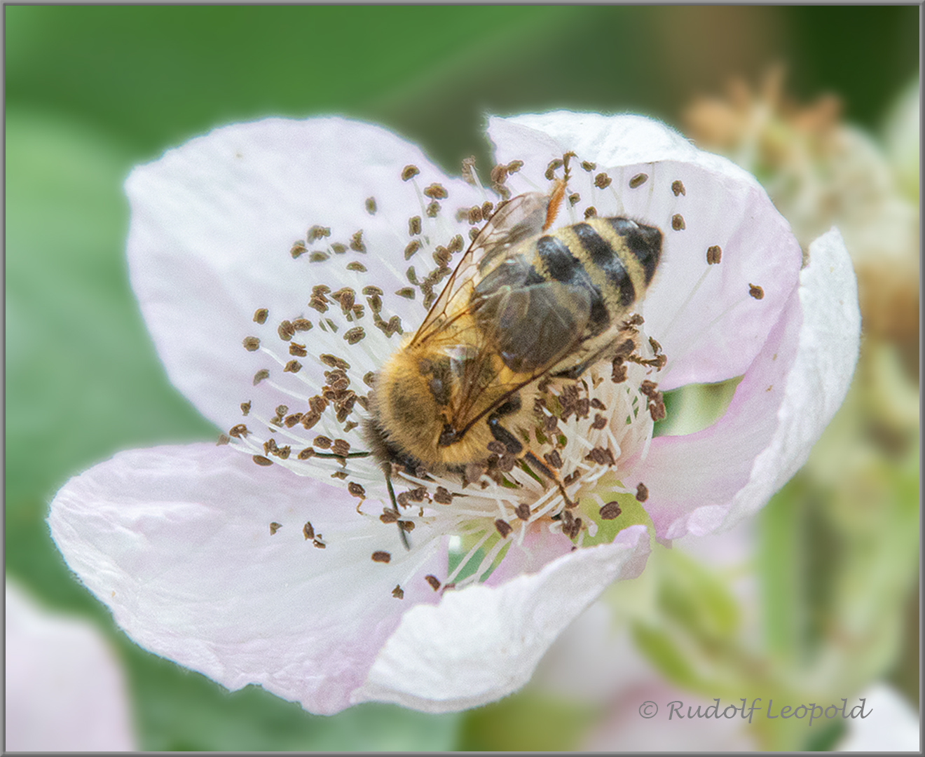 auf der Mohnblume